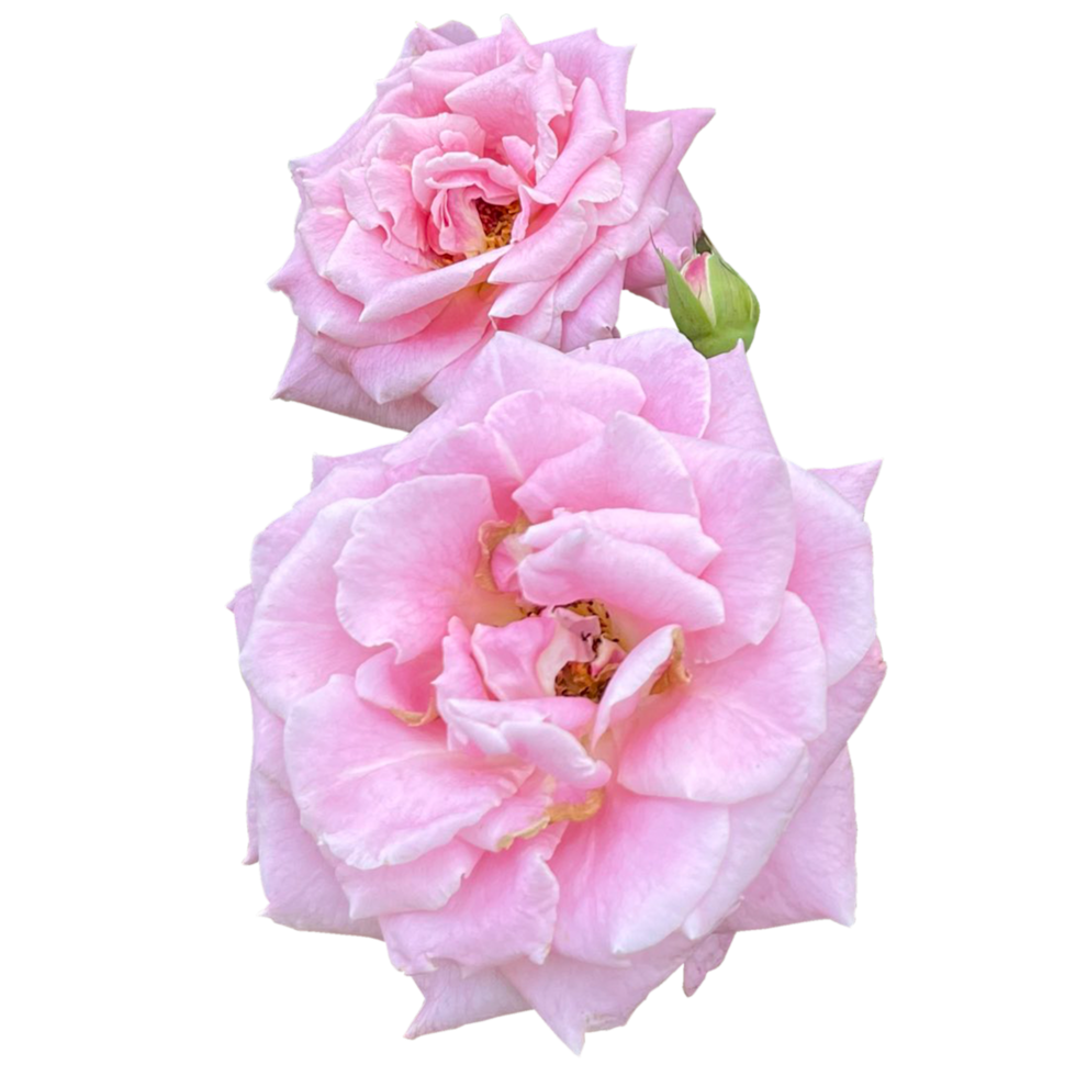 damasco Rosa planta png