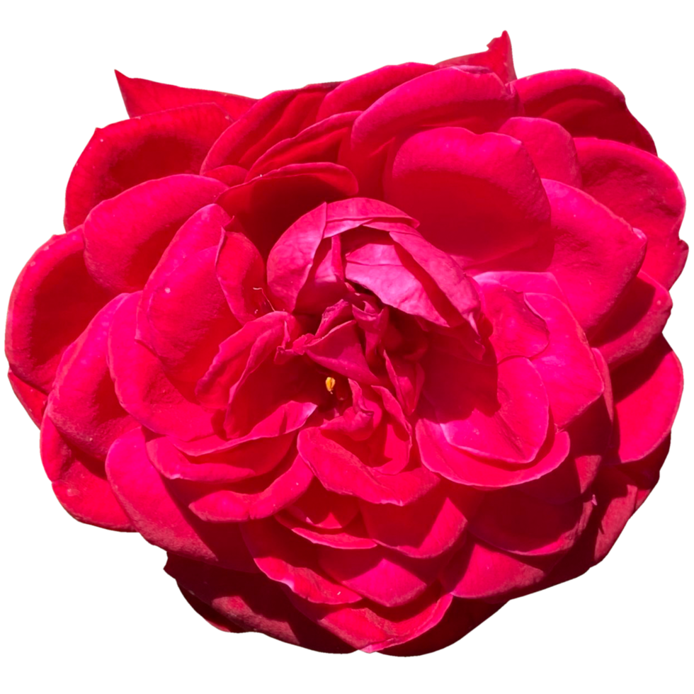 Rose Scarlet Queen Elizabeth png