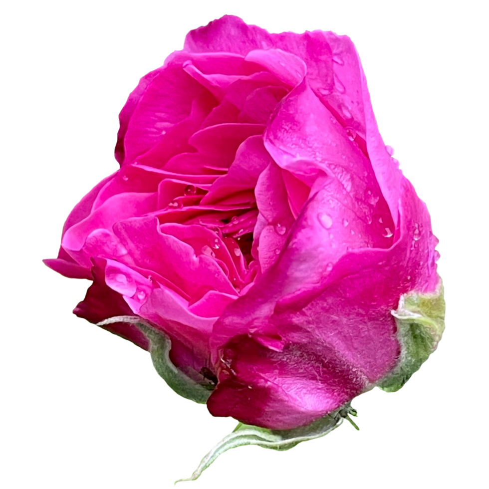 Beautiful Pink Rose png