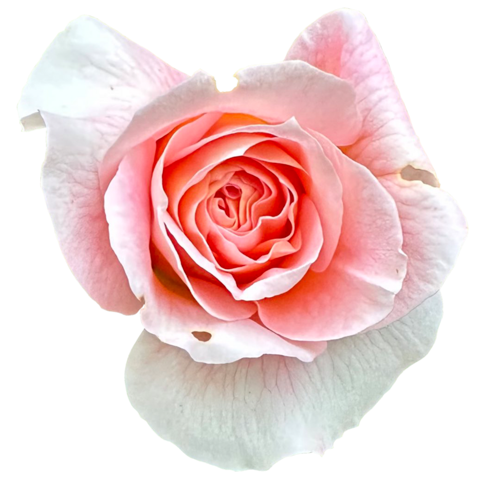 rosa fiore centesimo corsia nel il giardino png