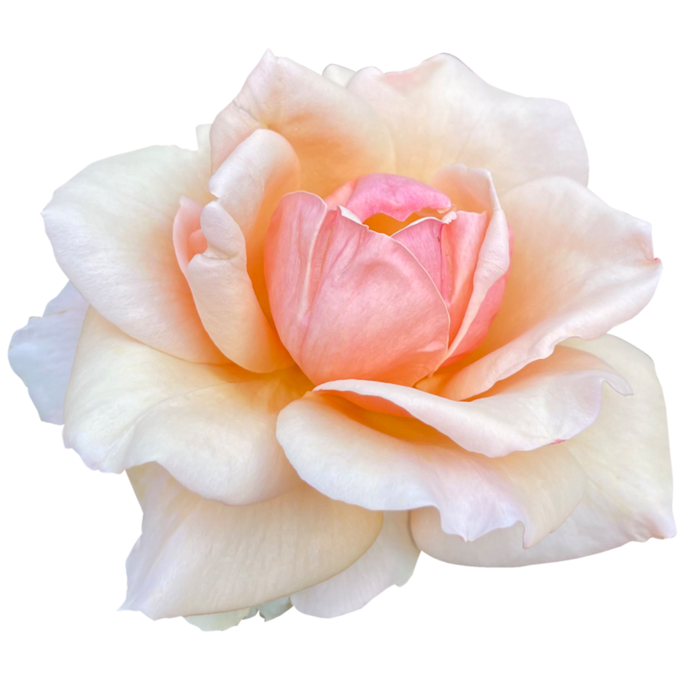 rosa pesca Rose png