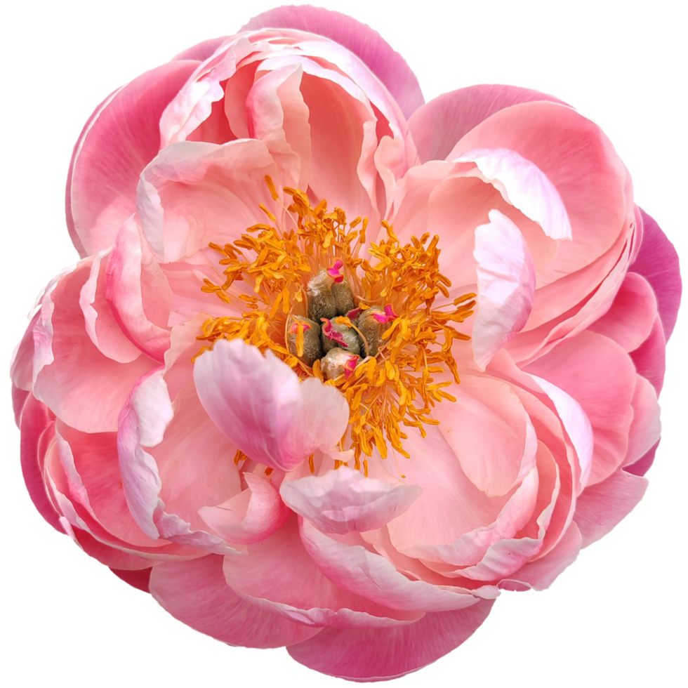 Dark Pink Peony Flower 24807667 PNG