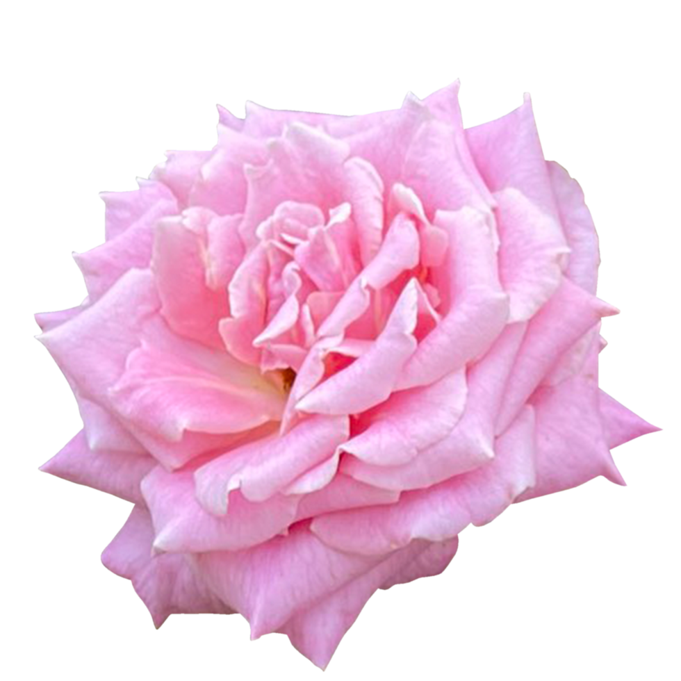 damasco Rosa planta png