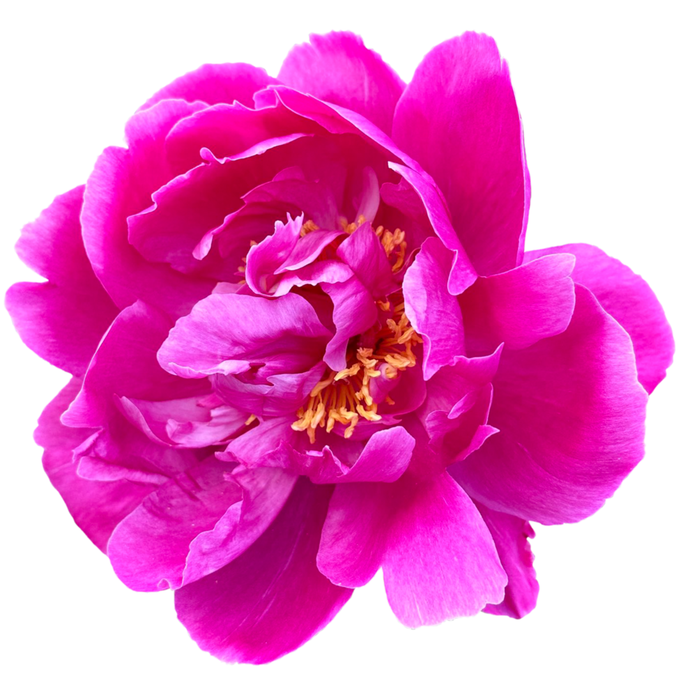 Dark Pink Peony Flower 24807671 PNG