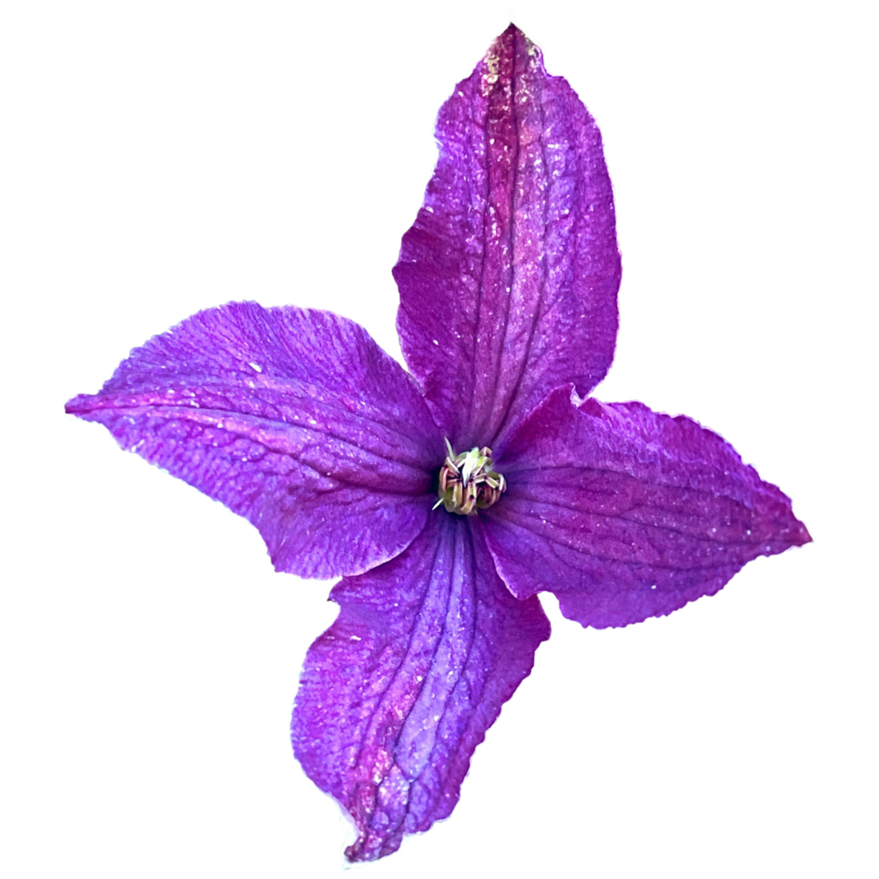 Clematis viticella Plant png