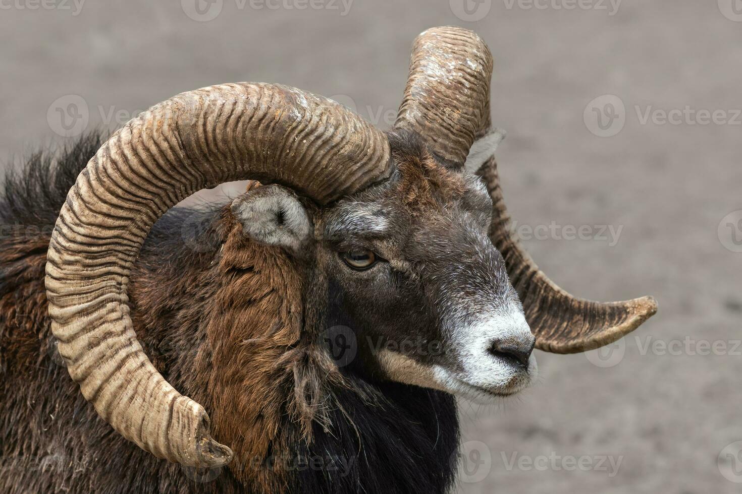 close up of a mountain goat photo