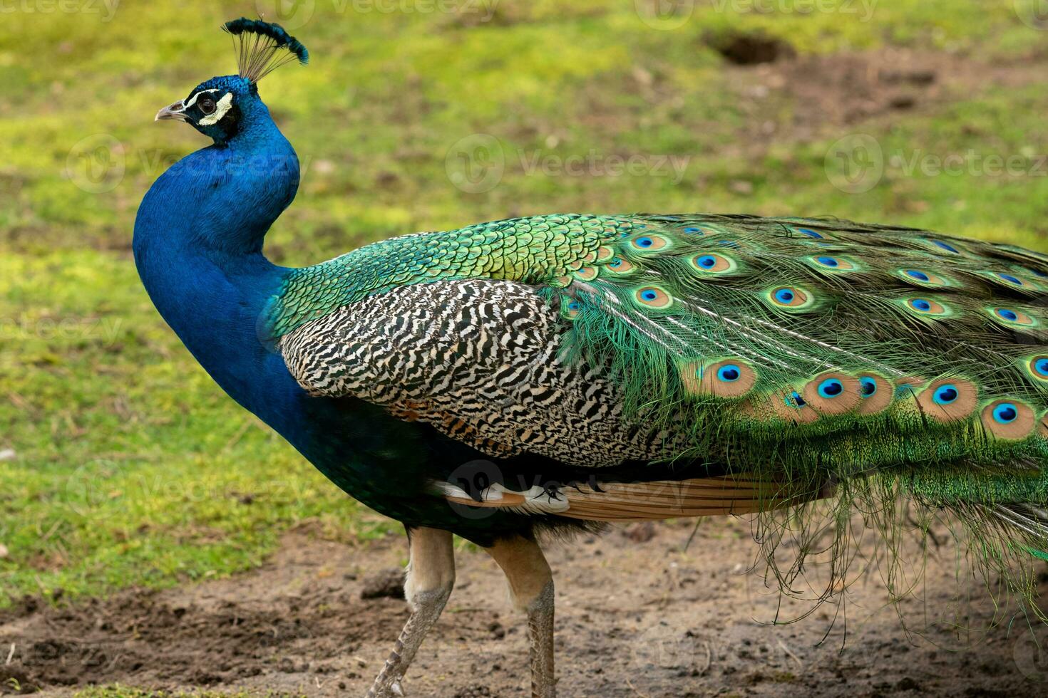 pavo real con plumas en el suelo foto