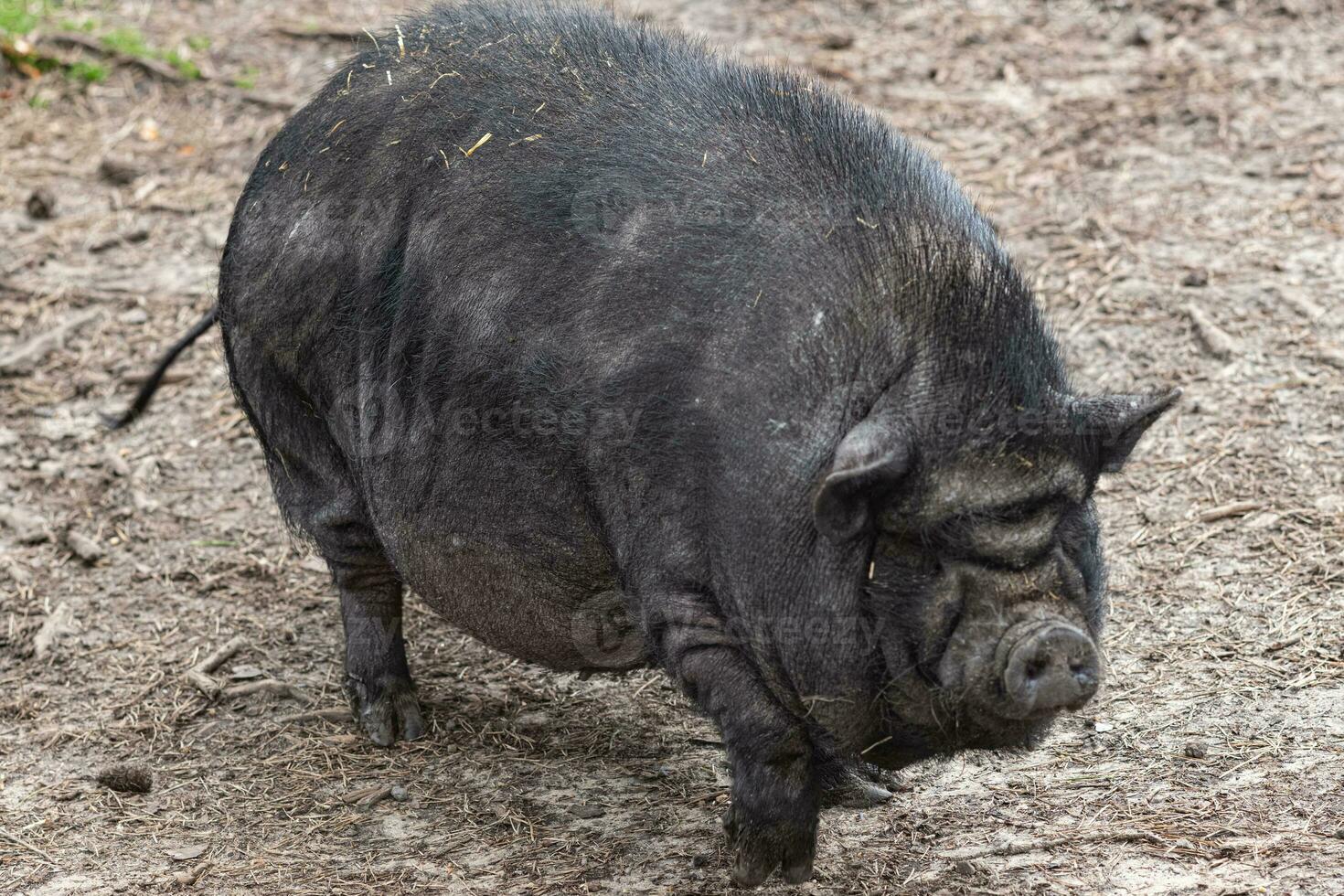 hermosa pequeño cerdo en barro foto