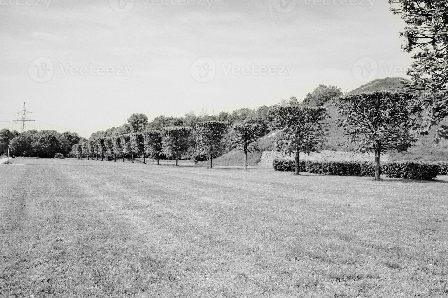 andscape with meadow and row of pruned trees photo