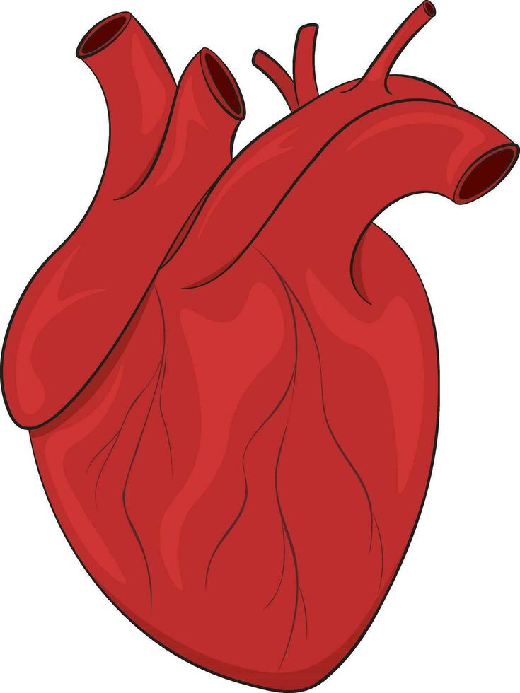 Realistic anatomical human heart vector illustration