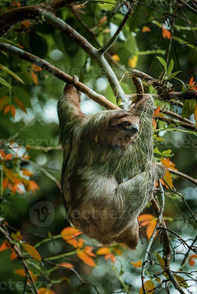 Cute sloth hanging on tree branch. Perfect portrait of wild animal in the Rainforest of Costa Rica. photo
