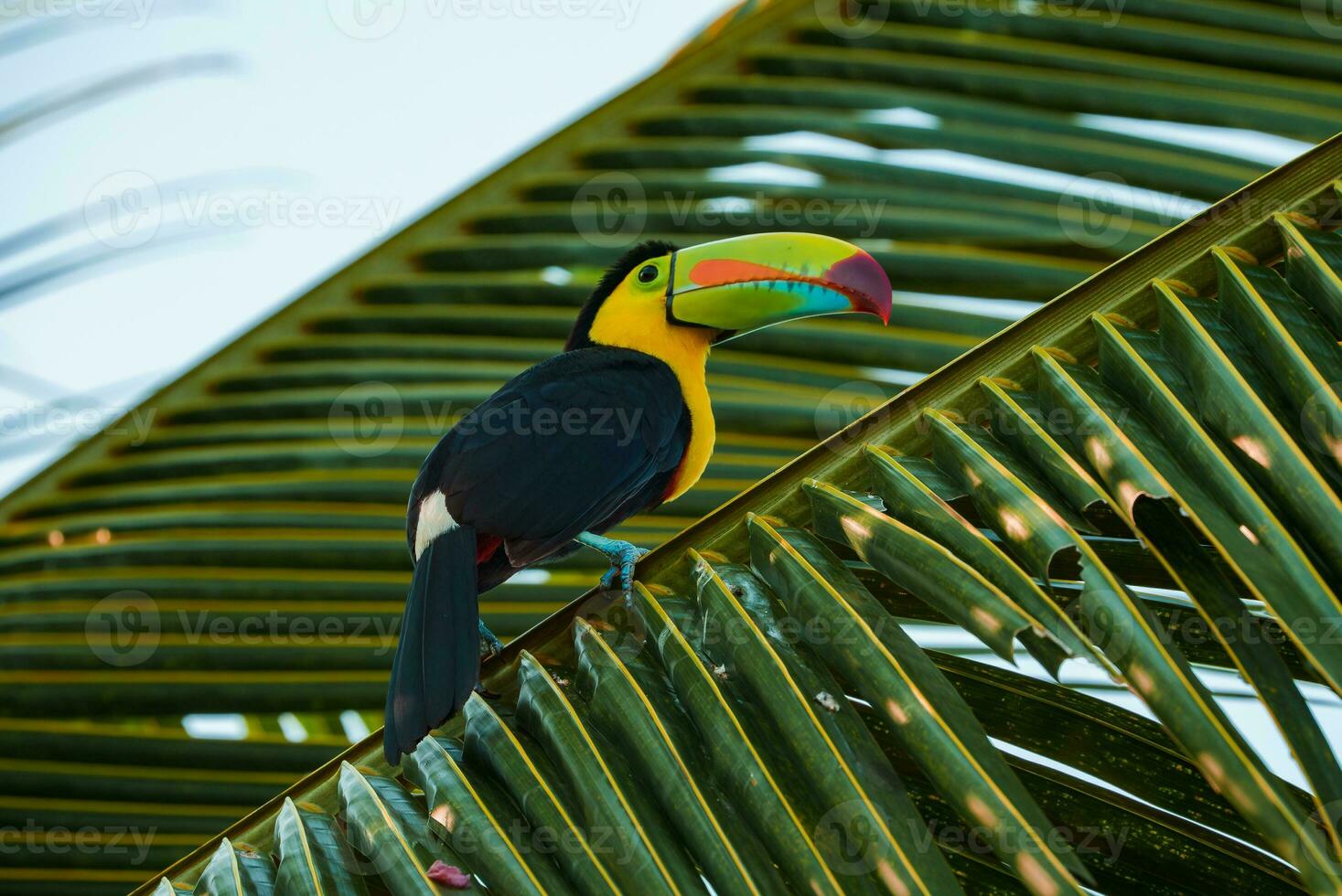 Colorful tucan in the wild photo