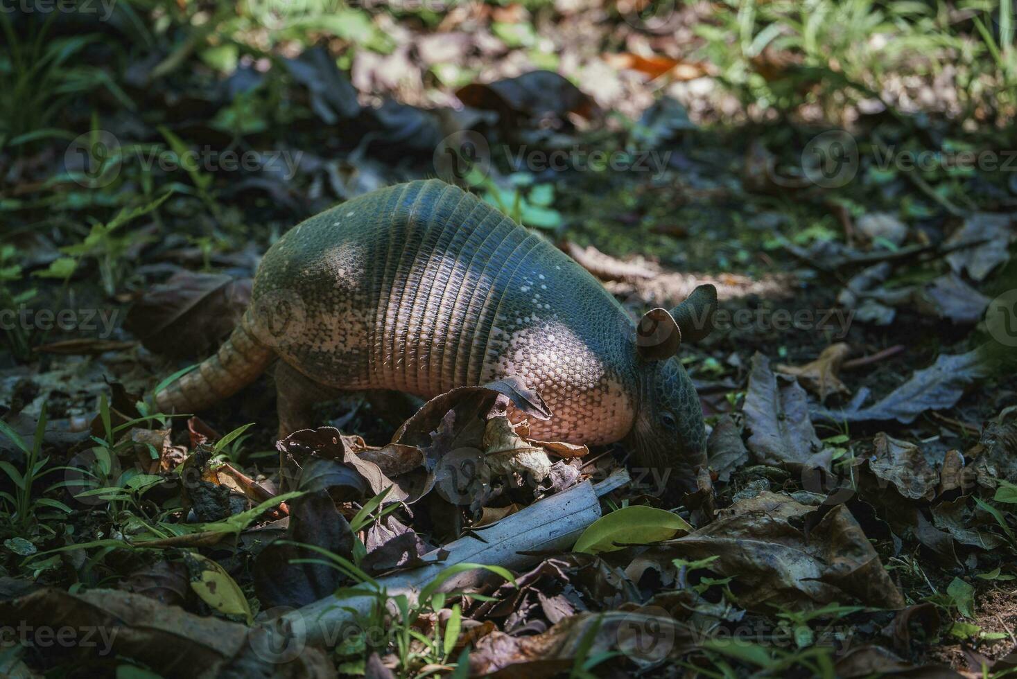 Armadillo snuffing ground surrounded with dried leaves in park on sunny day photo