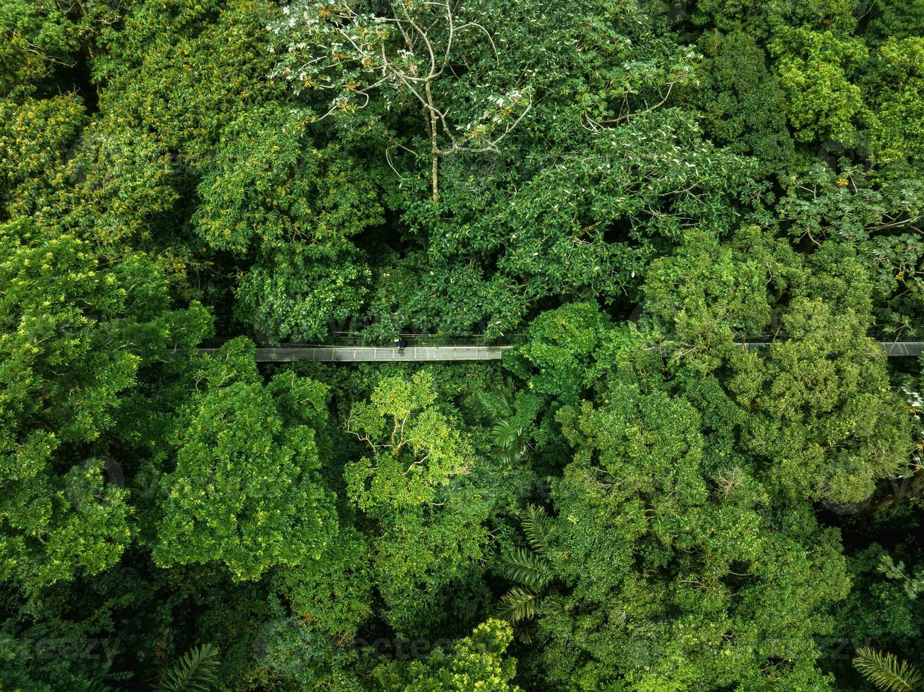 Hanging Bridge, Monteverde Cloud Forest, Costa Rica photo