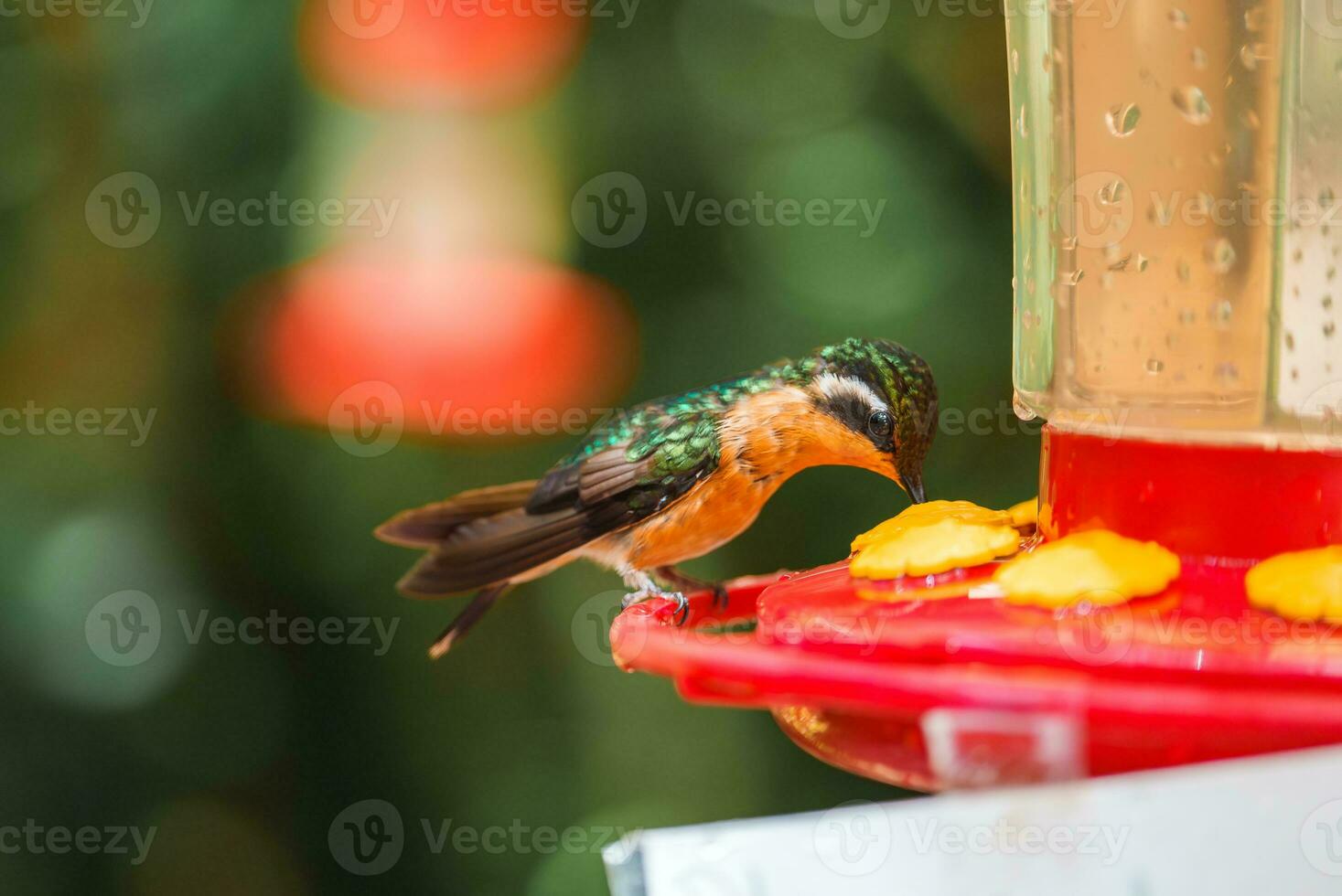 Focus selection. Hummingbird in the rain forest of Costa Rica photo