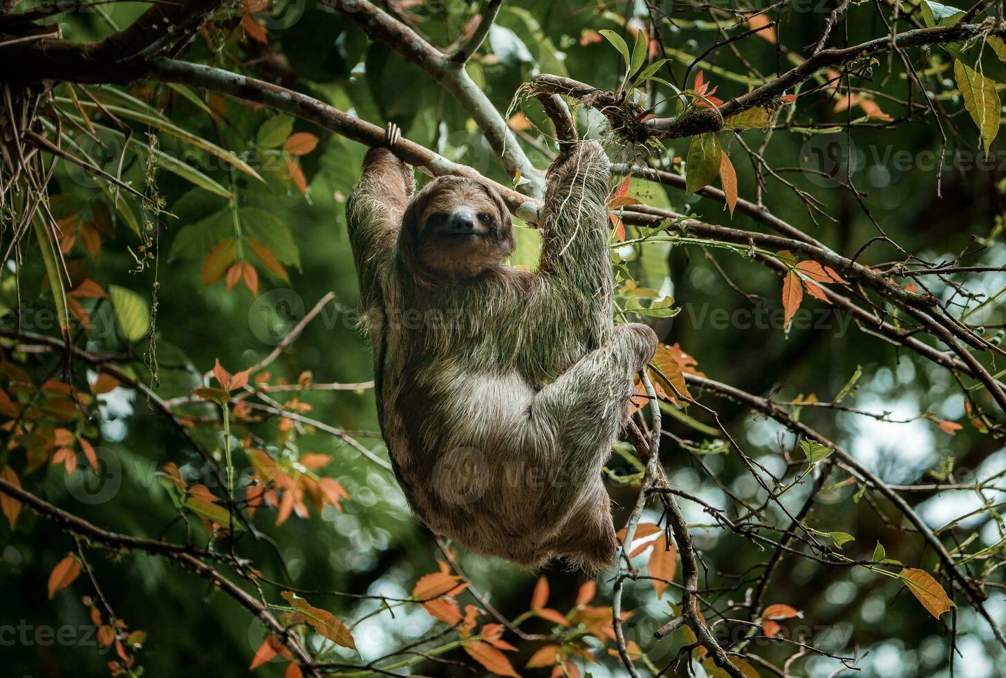 Cute sloth hanging on tree branch. Perfect portrait of wild animal in the Rainforest of Costa Rica. photo