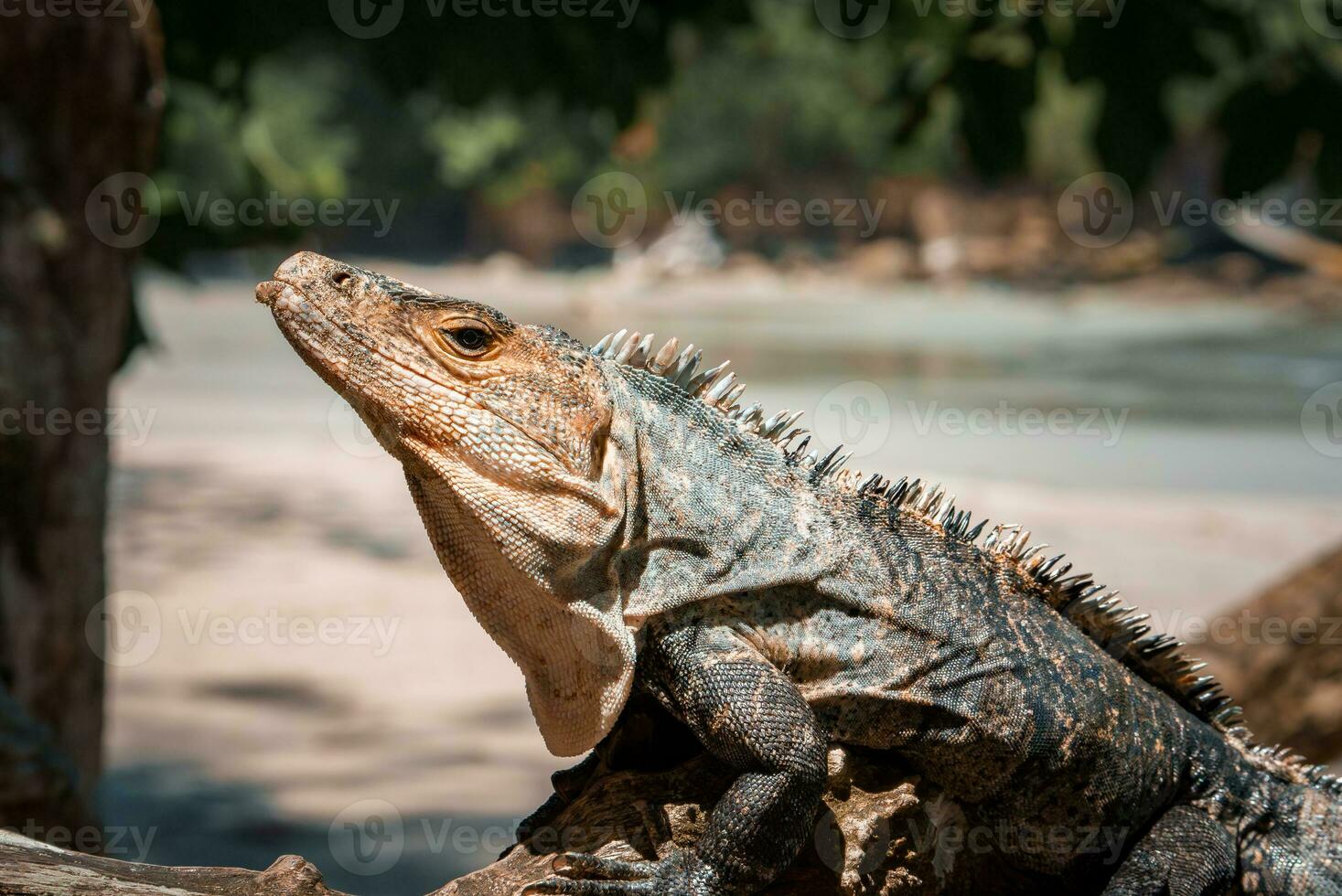 Portrait of an iguana in profile. Exotic iguana. Iguana portrait photo