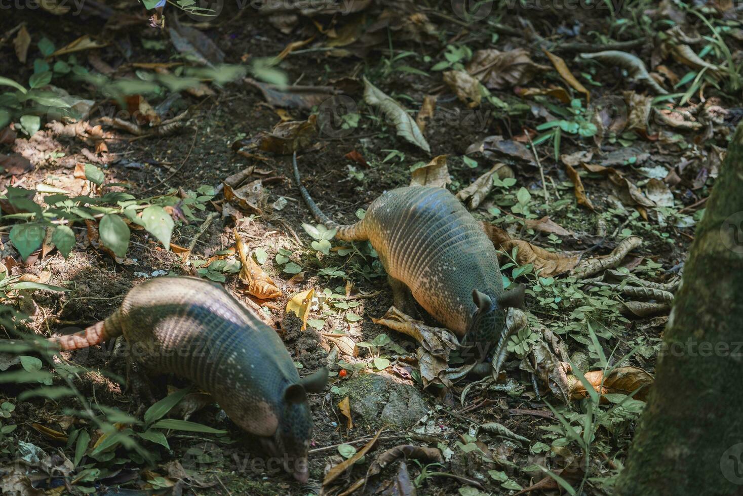 Armadillos snuffing ground surrounded with dries leaves in park on sunny day photo