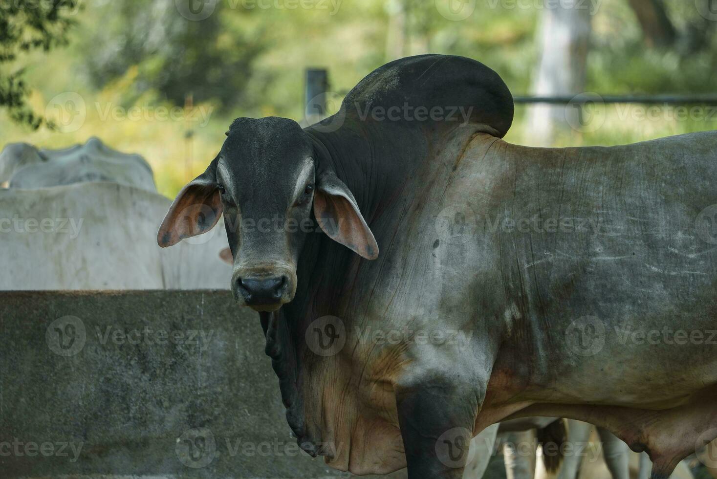 Portrait of black brahman bull standing at farmland in Costa Rica photo