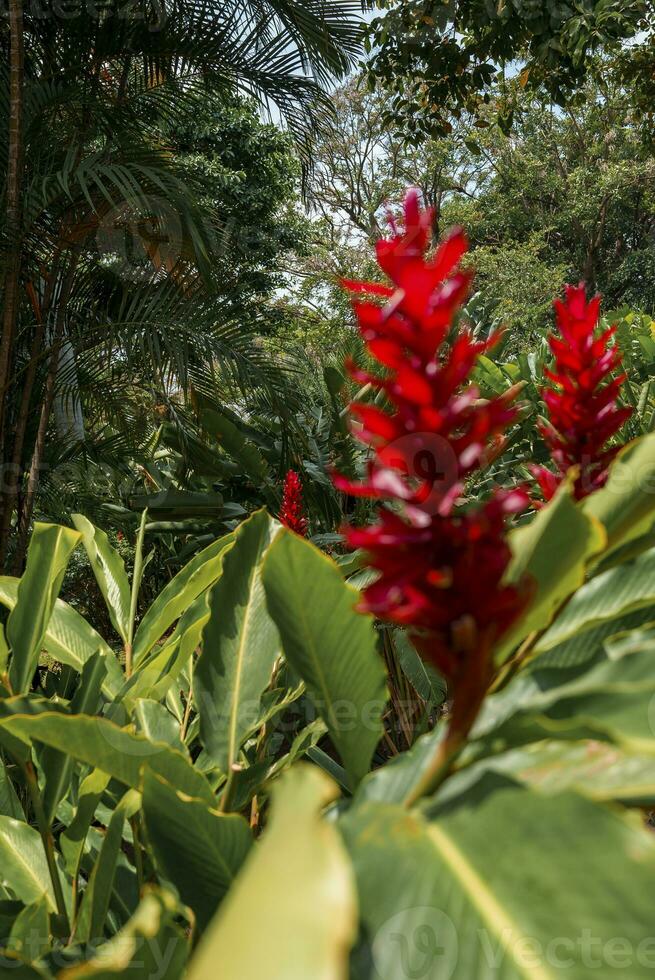 Red ginger flowers growing on plants at tropical forest in Costa Rica photo