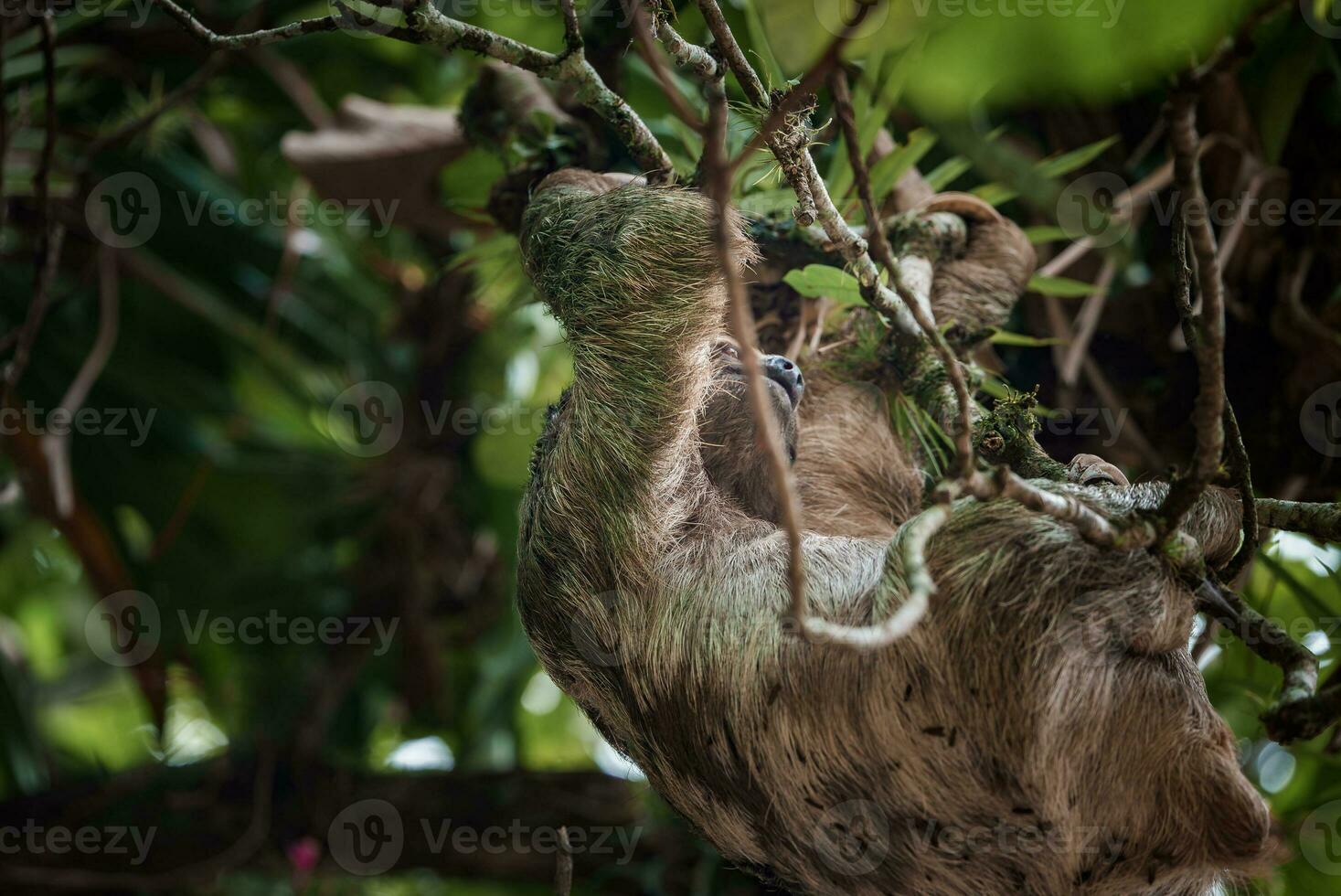 linda perezoso colgando en árbol rama. Perfecto retrato de salvaje animal en el selva de costa rico foto