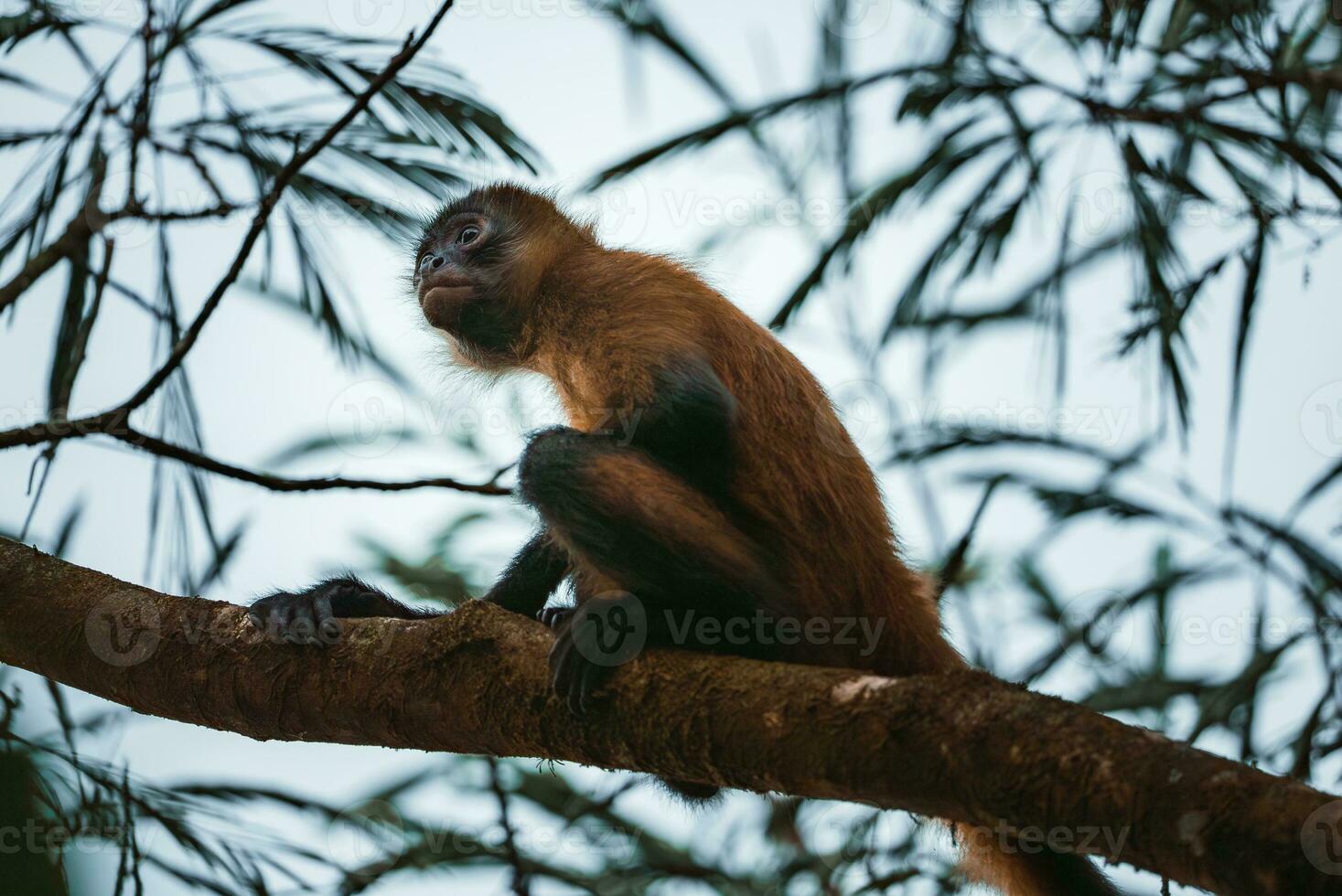 White-headed Capuchin, black monkey sitting on tree branch in the dark tropical forest. photo