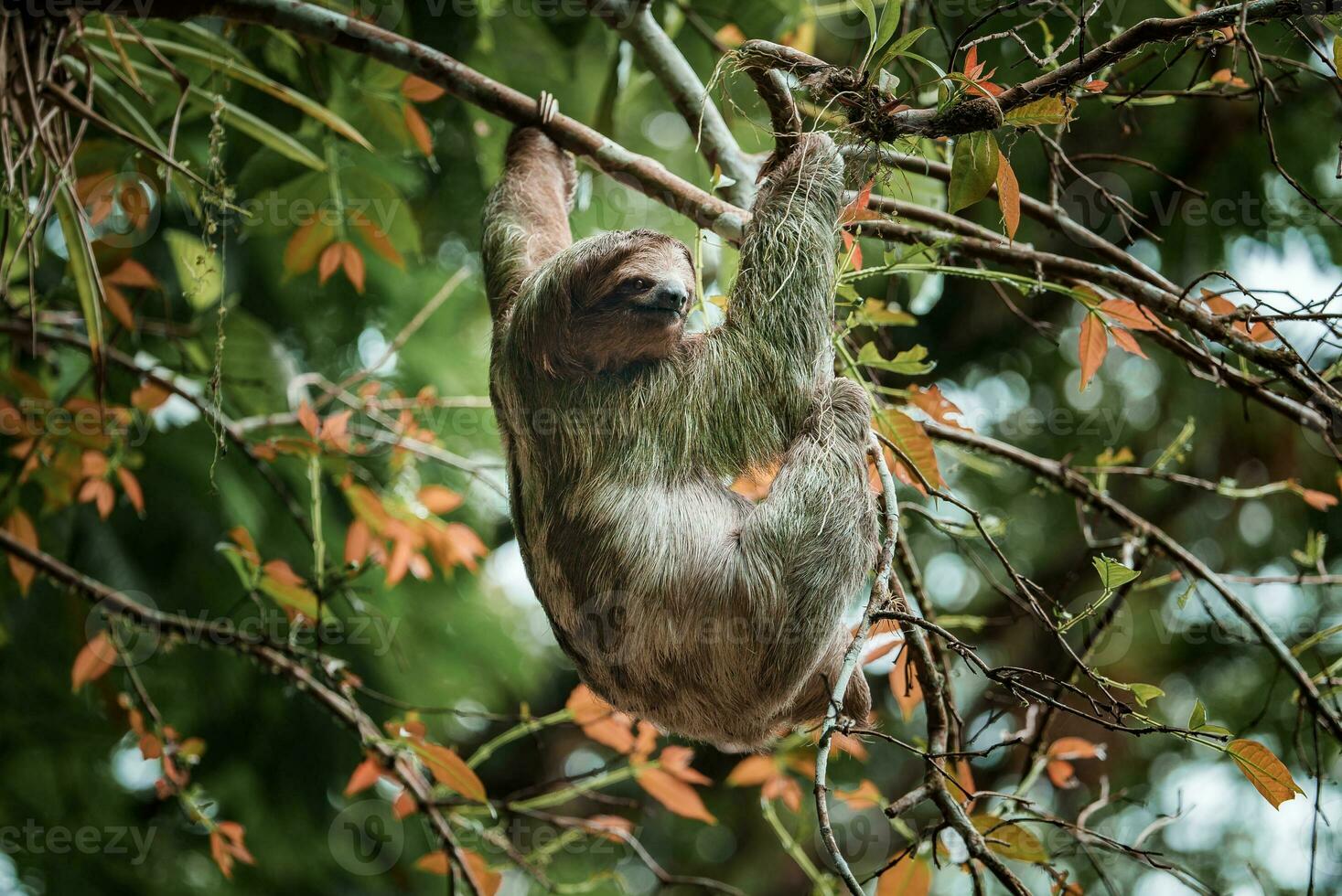 Cute sloth hanging on tree branch. Perfect portrait of wild animal in the Rainforest of Costa Rica. photo