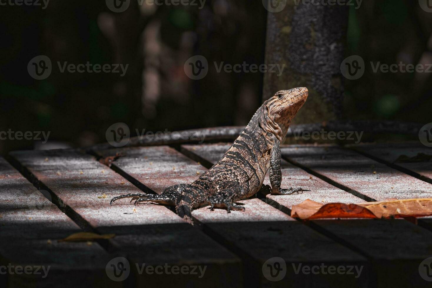 Portrait of an iguana in profile. Exotic iguana. Iguana portrait photo
