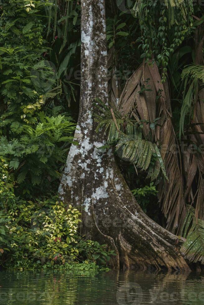 Green Heron n huge tree trunk beside the tortuguero river in Costa Rica photo