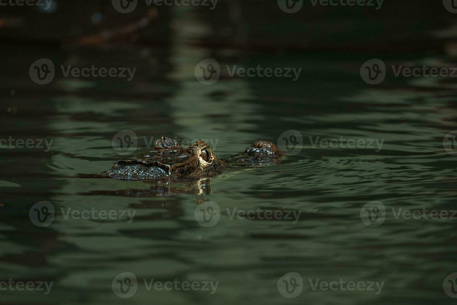 Close-up view of a Spectacled Caiman photo