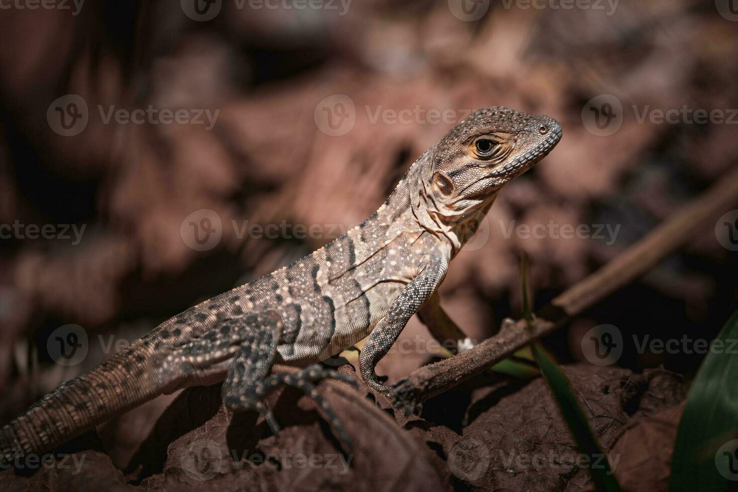 Portrait of an iguana in profile. Exotic iguana. Iguana portrait photo