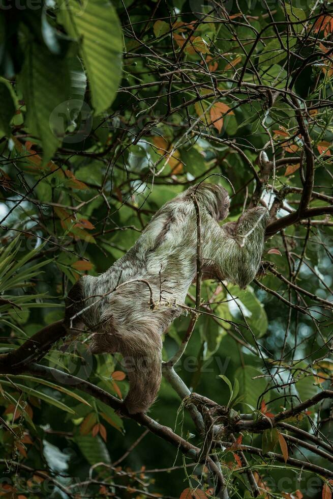 linda perezoso colgando en árbol rama. Perfecto retrato de salvaje animal en el selva de costa rico foto