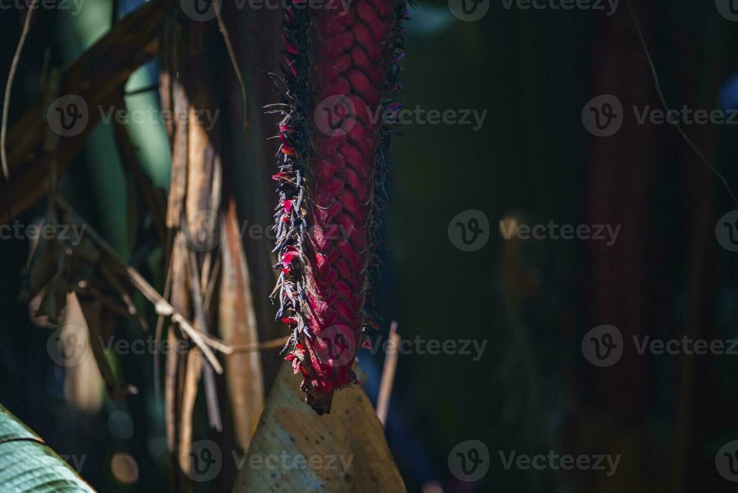 Red beef-steak heliconia flower growing in forest at Costa Rica photo