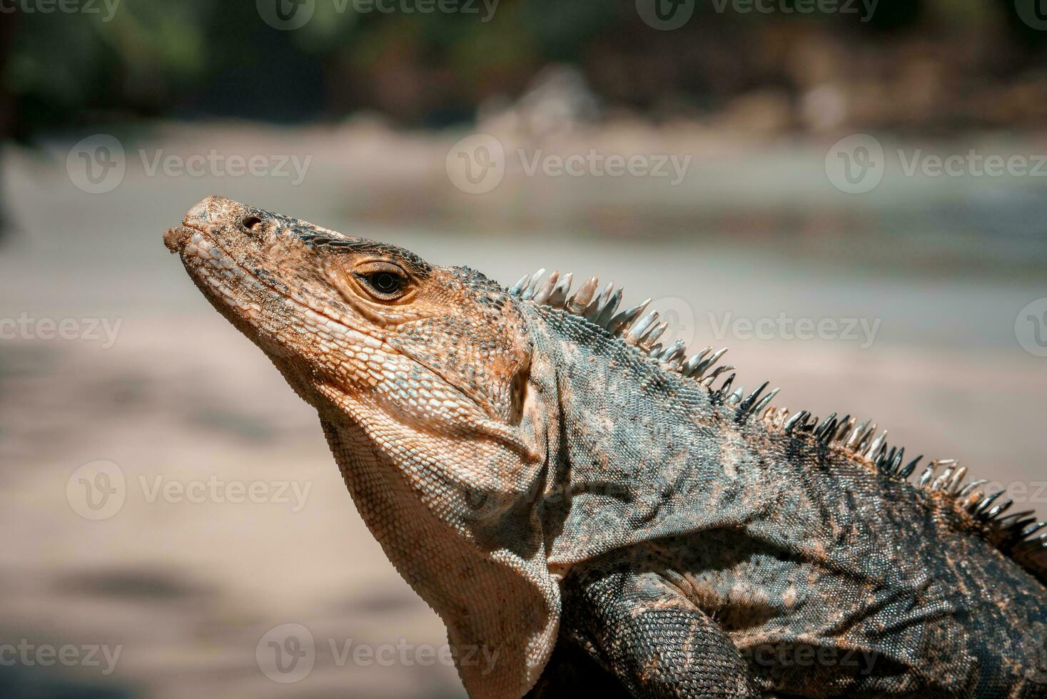 Portrait of an iguana in profile. Exotic iguana. Iguana portrait photo