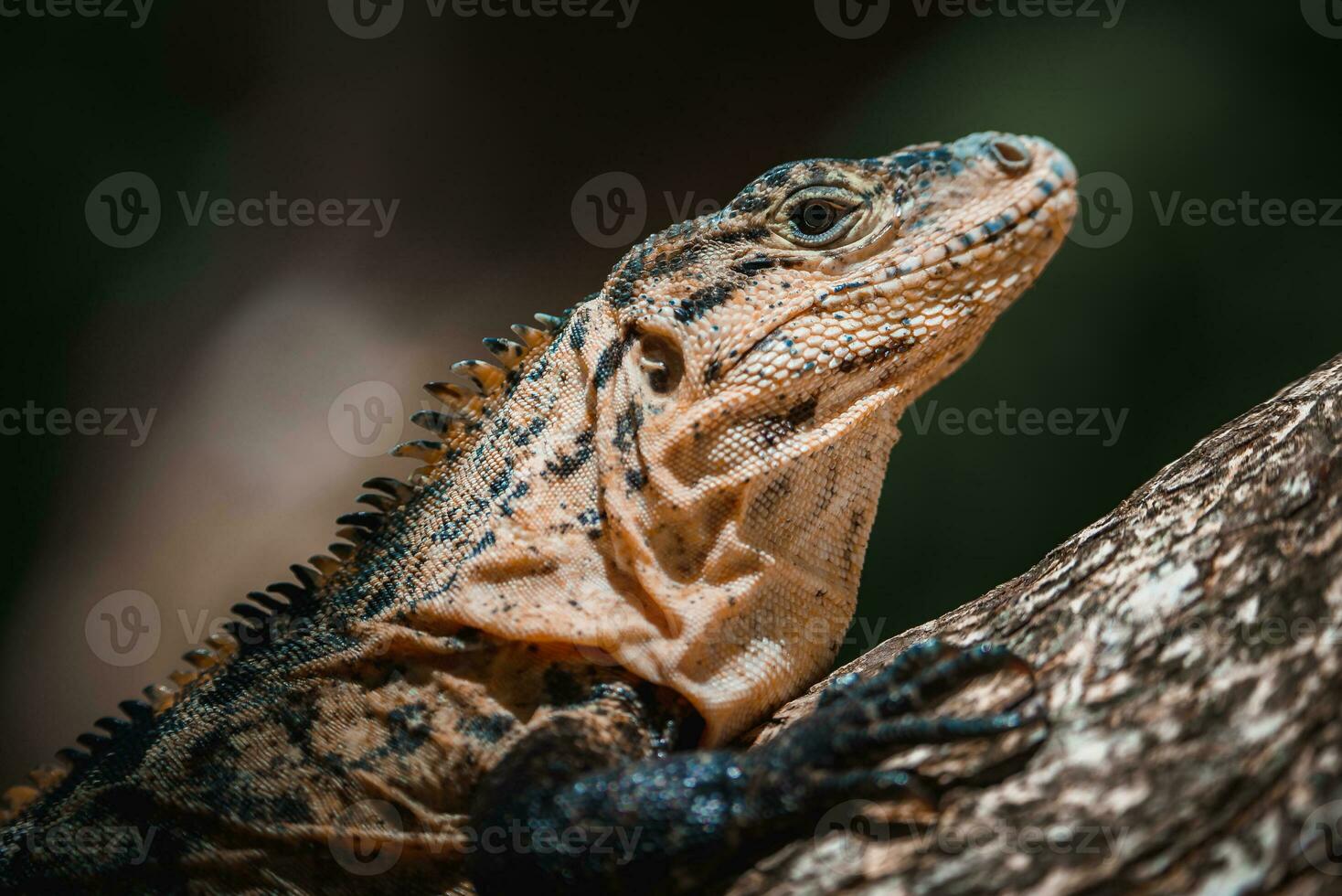 Portrait of an iguana in profile. Exotic iguana. Iguana portrait photo
