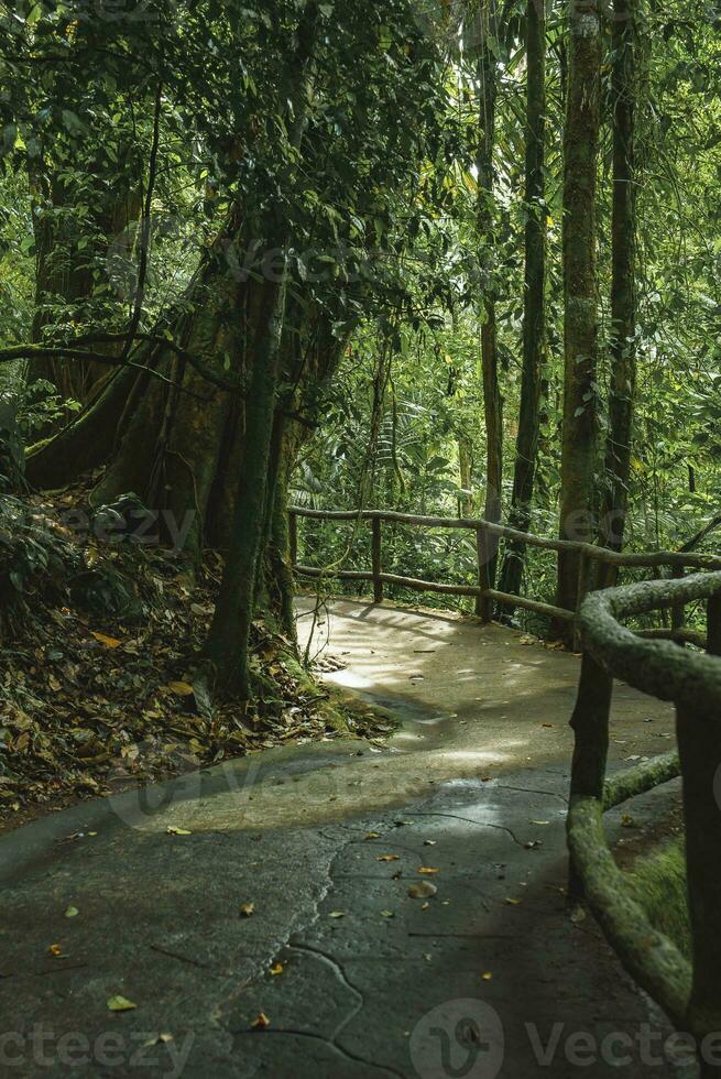 Concrete path amidst trees in dense tropical rainforest of Costa Rica photo