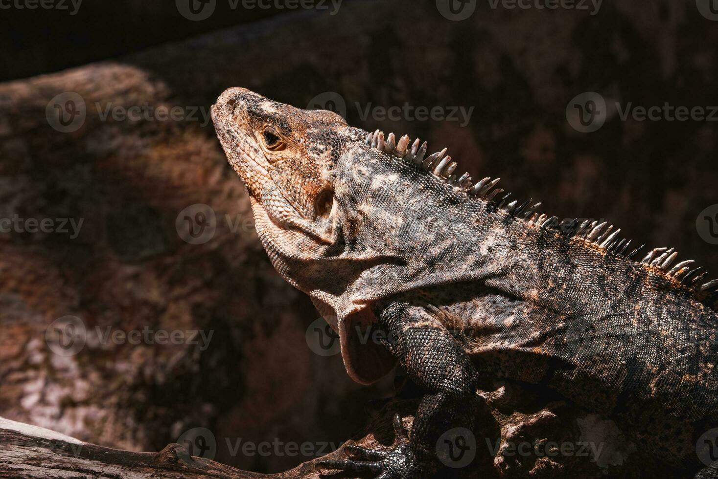 Portrait of an iguana in profile. Exotic iguana. Iguana portrait photo