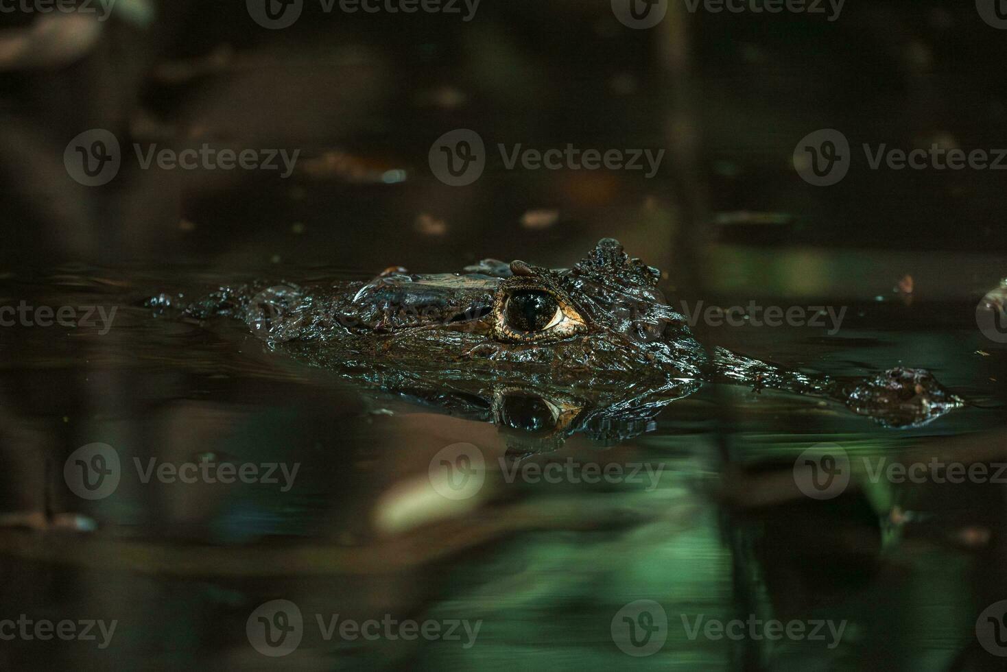 Close-up view of a Spectacled Caiman photo