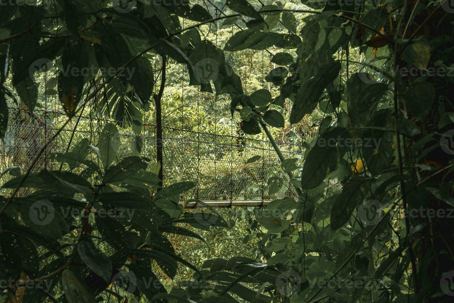 Hanging bridge amidst trees in dense tropical rainforest of Costa Rica photo