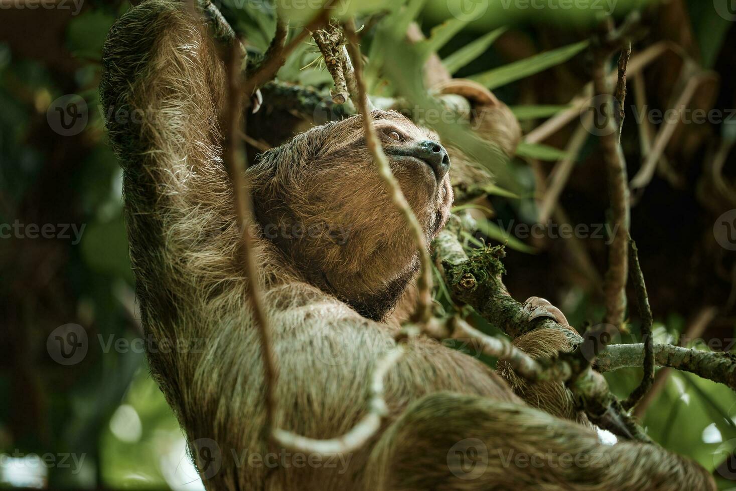 linda perezoso colgando en árbol rama. Perfecto retrato de salvaje animal en el selva de costa rico foto