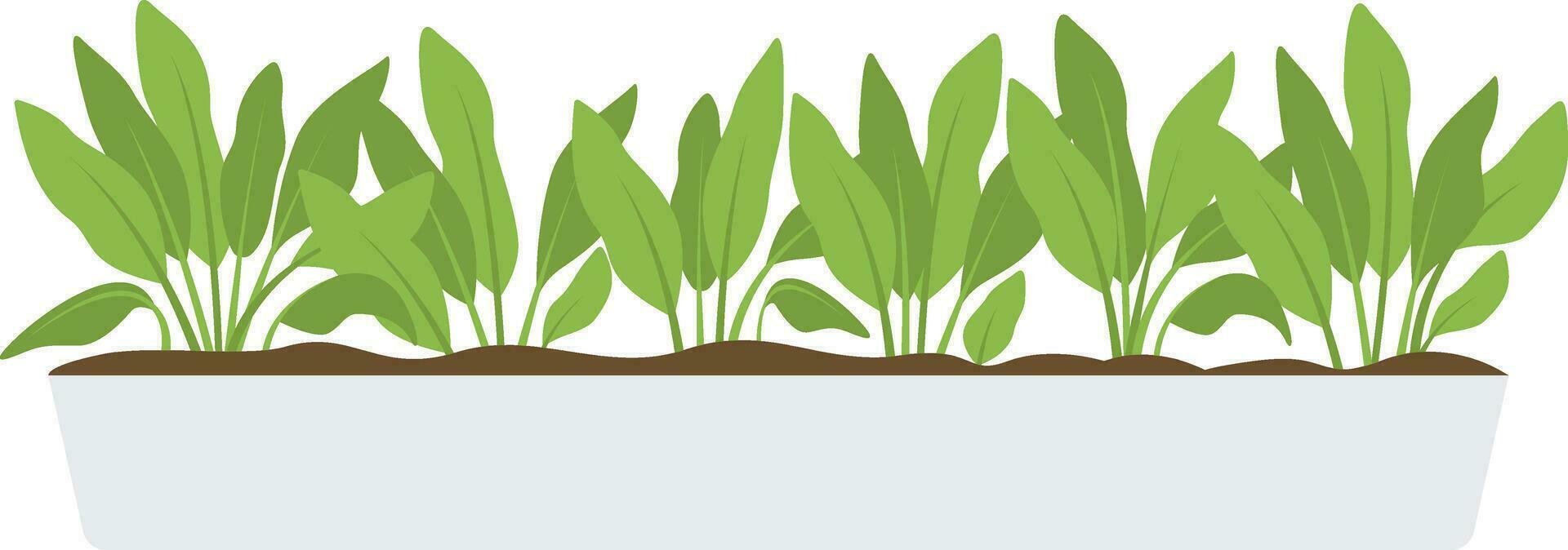 Illustration of a green plant in a pot on a white background vector
