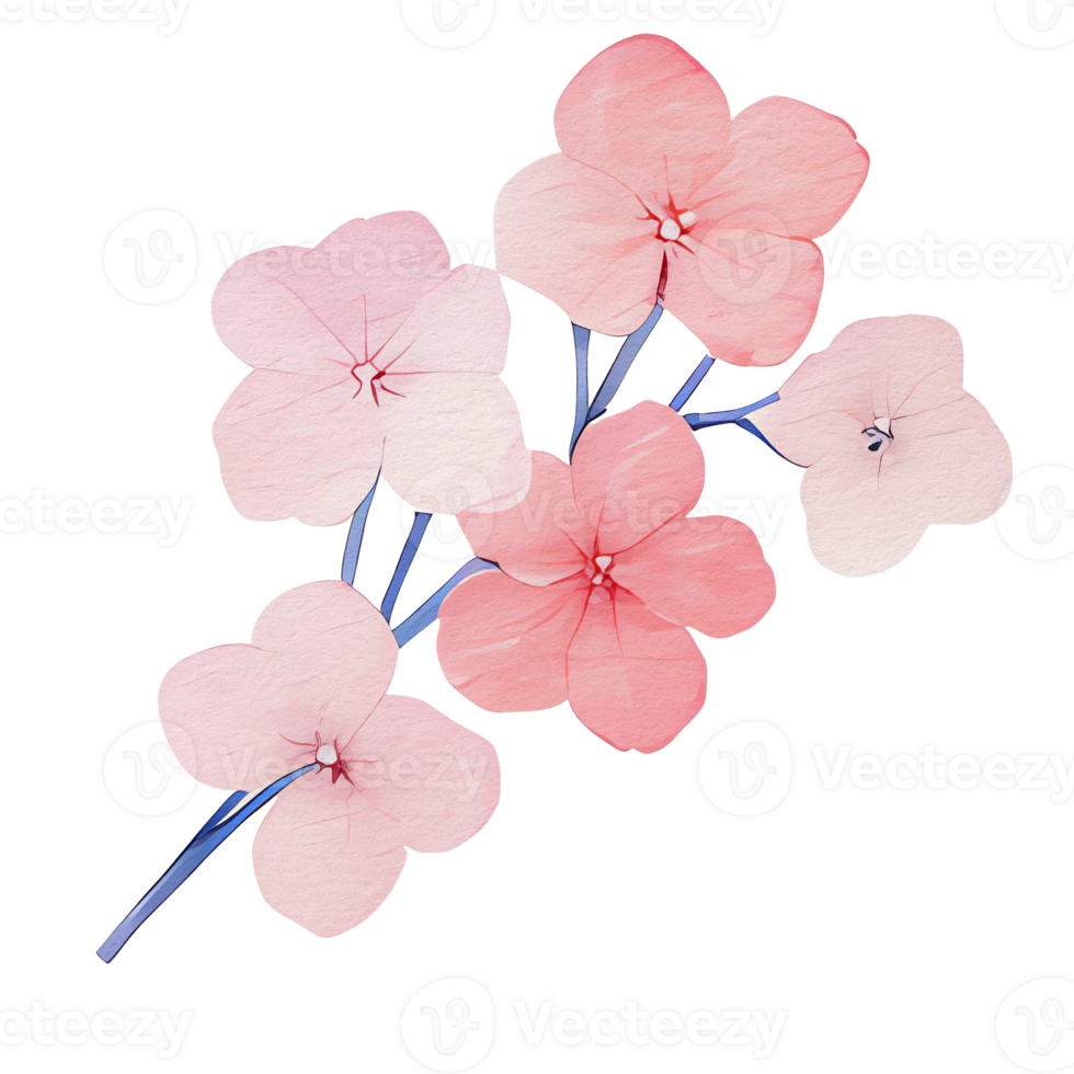 beautiful watercolor hydrangea flower, png