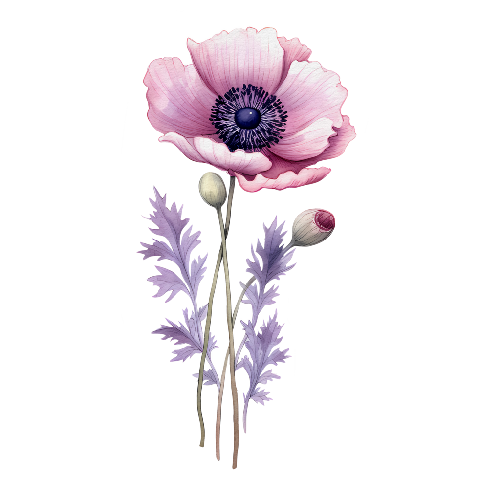 acquerello anemone fiore, bellissimo floreale, ai generativo png