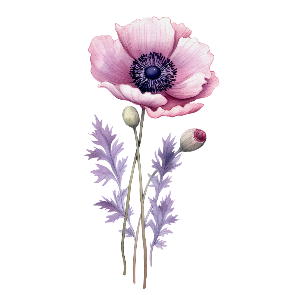 watercolor anemone flower, beautiful floral, png