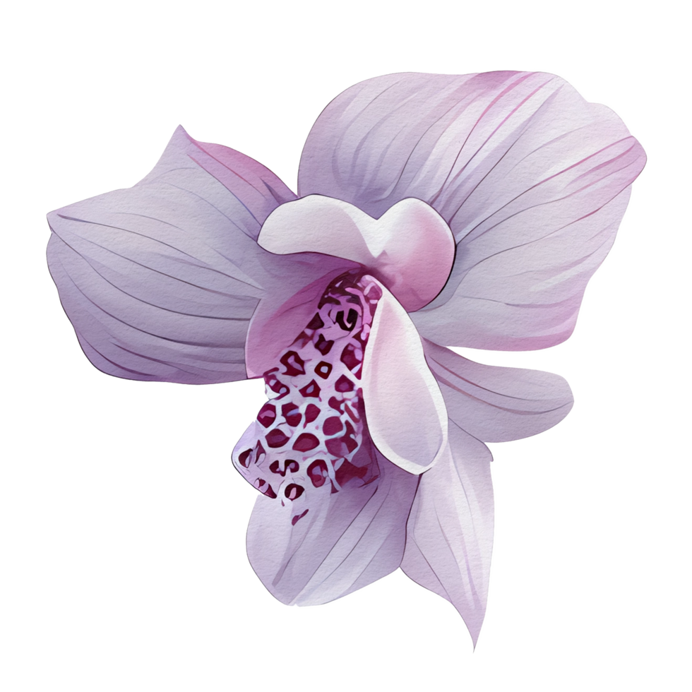beautiful watercolor thai pink purple orchid flower, png