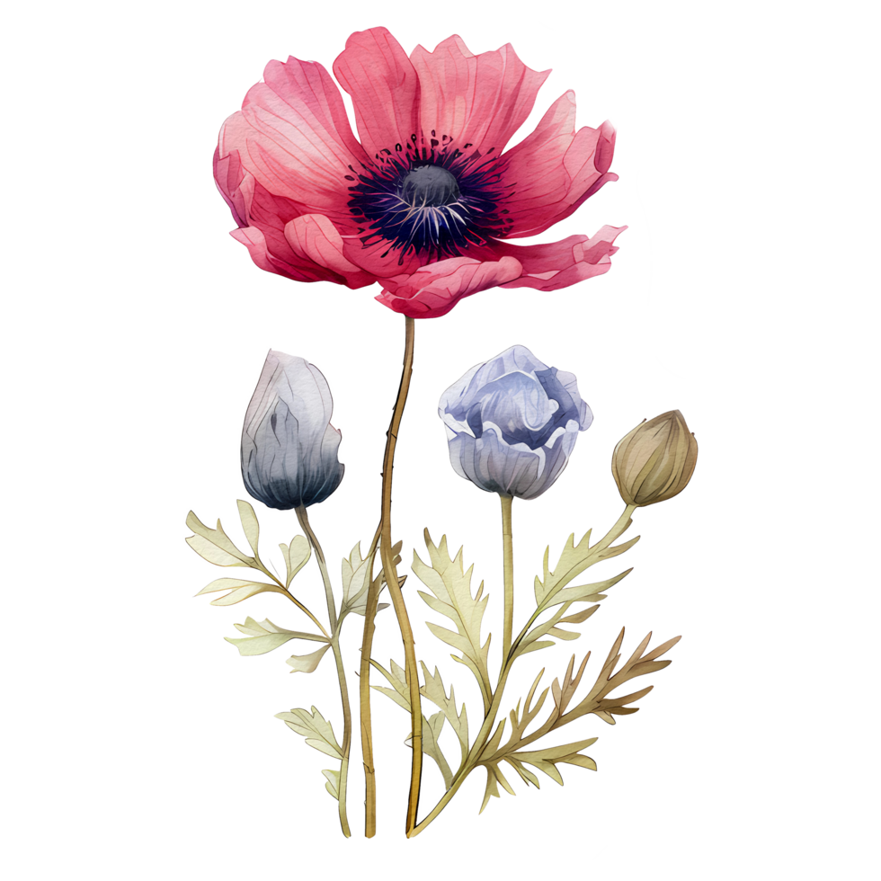 watercolor anemone flower, beautiful floral, AI Generative png