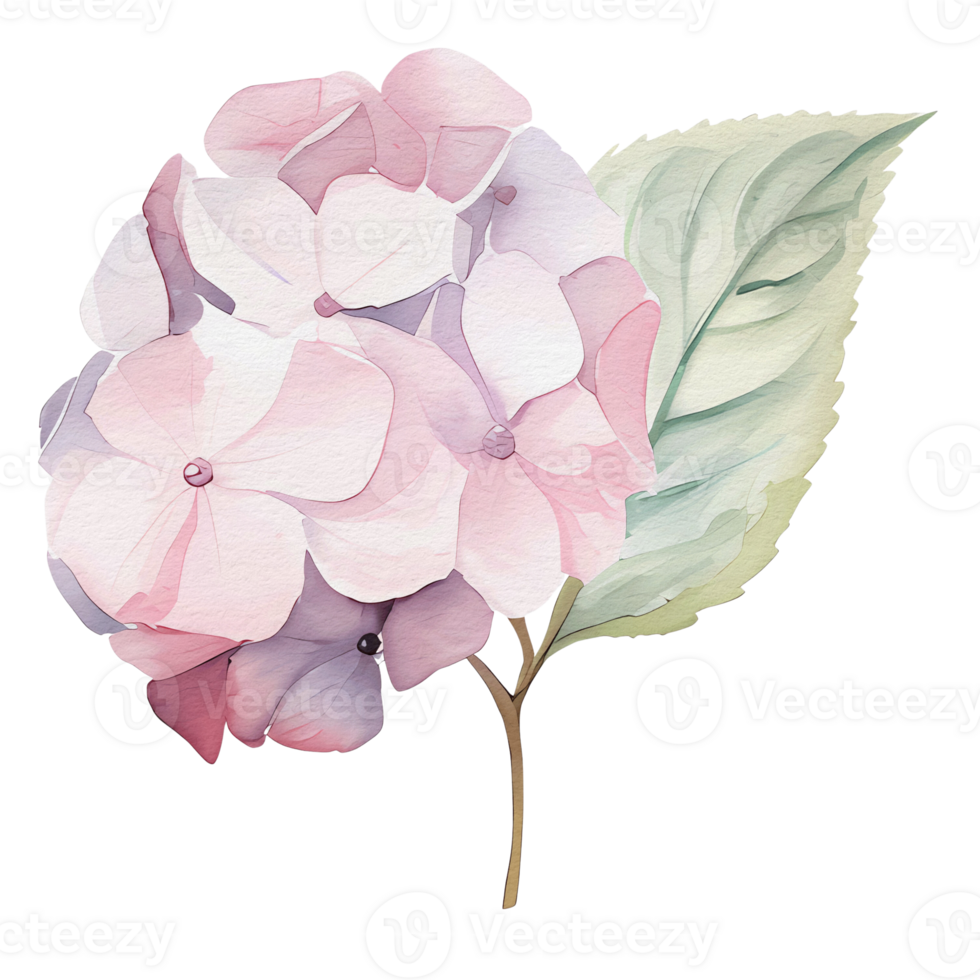 beautiful watercolor hydrangea flower, png