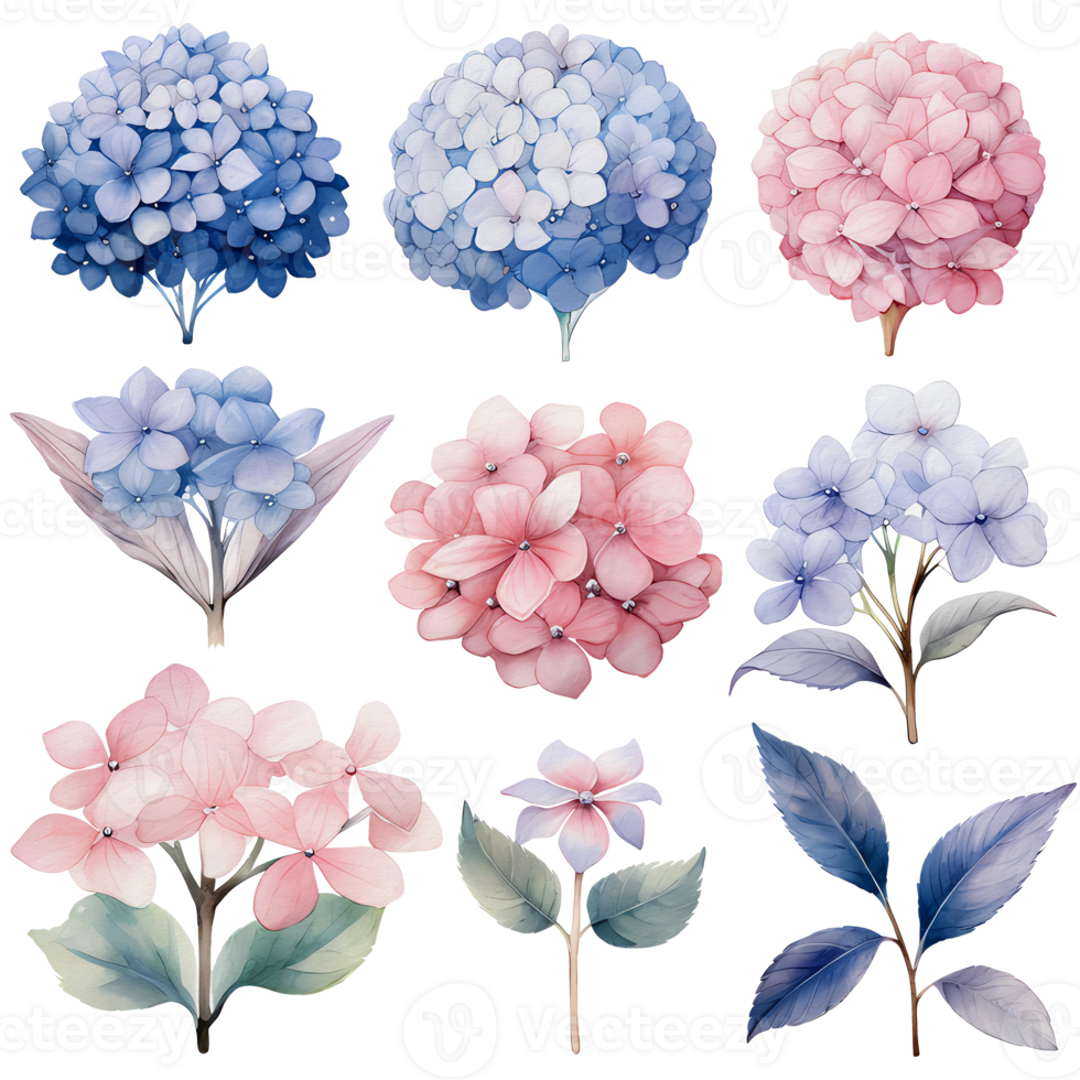beautiful watercolor hydrangea leaves flower, png