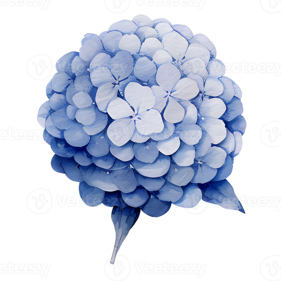 beautiful watercolor hydrangea leaves flower, png