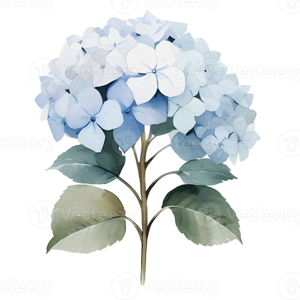 beautiful watercolor hydrangea flower, png